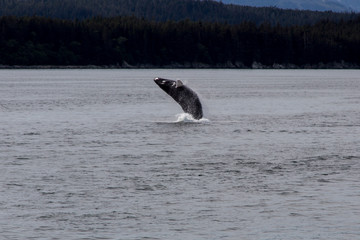 Naklejka premium Whale in Juneau, Alaska