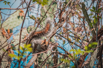 FRÍA COMO LA ARDILLA