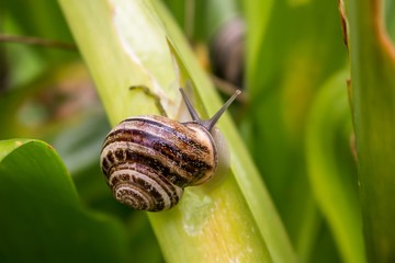 Close up of a beautiful snail 