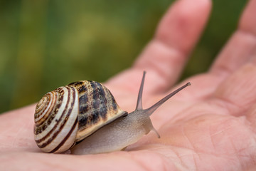 Close up of a beautiful snail 