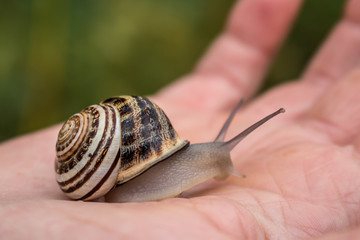 Close up of a beautiful snail 