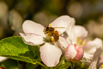 Eine Honigbiene auf einer Apfelbaumblüte im Sonnenlicht.