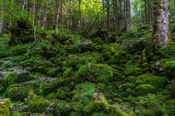 The wild and romantic magic forest