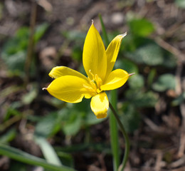 Wild tulip (tulipa sylvestris).Spring time.