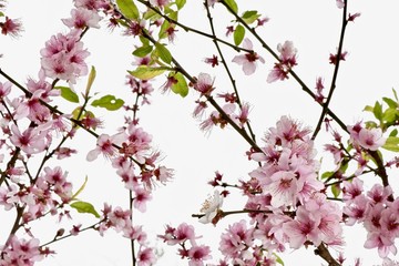 pink sakura flowers on a branch close-up