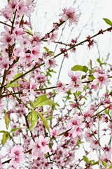 pink sakura flowers on a branch close-up