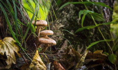 Funghi di bosco