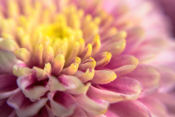 Delicate pink autumn chrysanthemums, holiday card. Blooming autumn garden