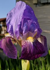 purple iris in the garden