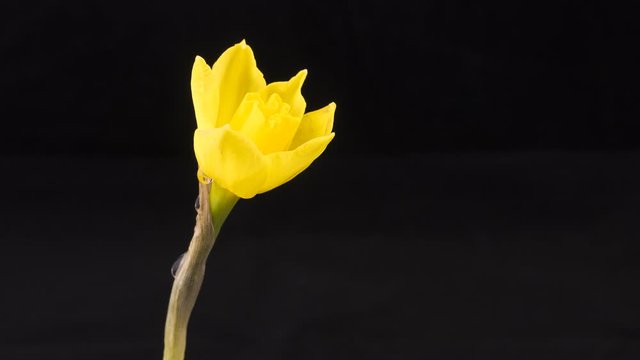 Zeitraffer einer sich &ouml;ffnenden gelben Narzisse in Seitenansicht vor schwarzem Hintergrund.