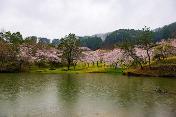 萩尾公園の桜