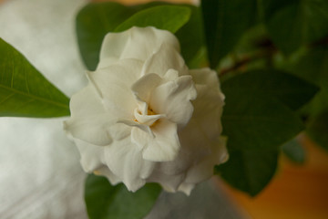 beautiful white flower gardenia on  green background