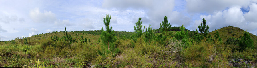 junge Pinien auf Île des Pins (Neukaledonien)
young pine trees on Île des Pins (New Caledonia)