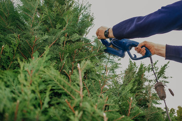 Naklejka premium Hedge Trimming Job. Caucasian Gardener with Gasoline Hedge Trimmer Shaping Wall of Thujas in a Garden.Macro