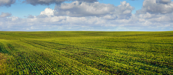 lines rows of winter wheat sprouts, agrarian land in spring, geometry © pavlobaliukh