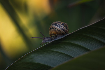 macro caracol andar na folha verde com fundo desfocado