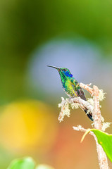 Green Violet-ear Colibri thalassinus hummingbird