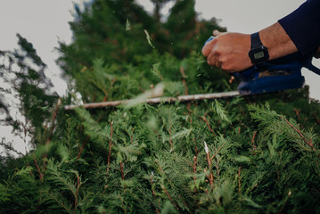 Obraz premium Hedge Trimming Job. Caucasian Gardener with Gasoline Hedge Trimmer Shaping Wall of Thujas in a Garden.Macro