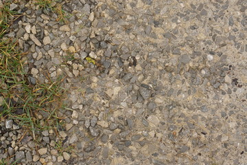 rocky path with individual blades of grass