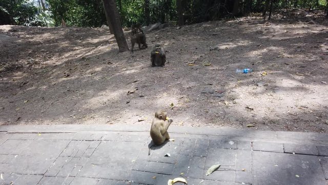Mountain of monkeys in Phuket, family of monkeys lives on mountain in Thailand