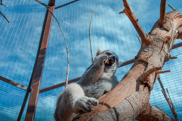 Eating lemur on tree