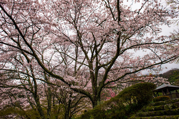 Obraz na płótnie Canvas 渓石園の桜
