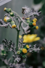 Plants in the yard