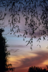 leaves in the sunset