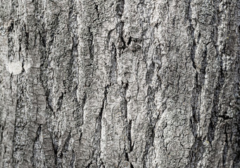 old detailed wood tree bark texture