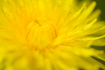 Yellow dandelion flowers (Taraxacum officinale). Dandelions field background on spring sunny day. Blooming dandelion. Medicinal wild herb.