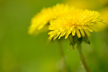 Yellow dandelion flowers (Taraxacum officinale). Dandelions field background on spring sunny day. Blooming dandelion. Medicinal wild herb.