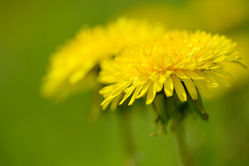 Yellow dandelion flowers (Taraxacum officinale). Dandelions field background on spring sunny day. Blooming dandelion. Medicinal wild herb.