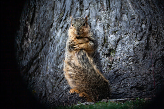 Squirrel Hugging Its Tail