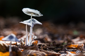 Funghi di bosco