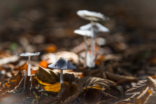 Funghi di bosco