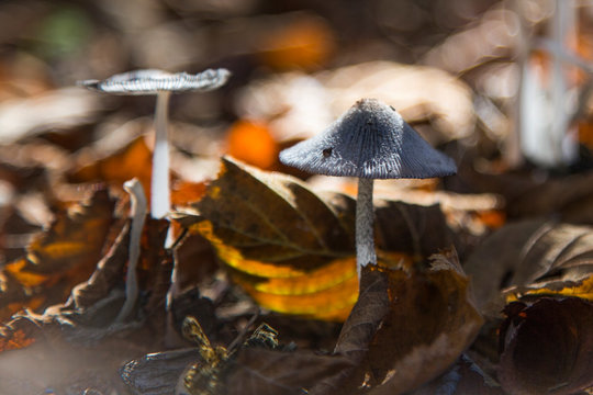 Funghi di bosco