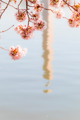 Fototapeta premium Cherry blossom festival with Washington memorial around the tidal basin