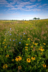 A Midwest prairie full of blooming native wildflowers at sunrise.