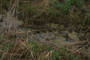 small stream of rainwater, algae in the water next to a field
