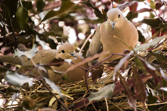 pigeons in the nest with trees in the background