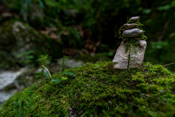 The wild and romantic magic forest