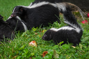 Striped Skunk (Mephitis mephitis) Kit in Foreground Mother Holding Kit in Background Summer