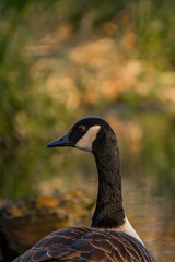 Casual goose