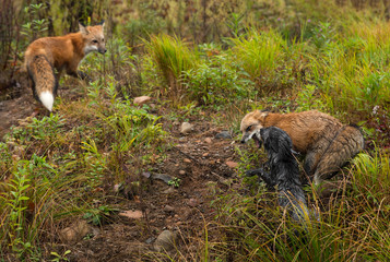 Red Fox (Vulpes vulpes) and Silver Fox Squabble While Third Watches Autumn