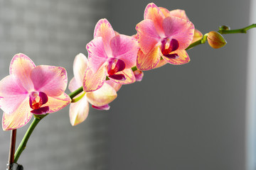 Fototapeta na wymiar Pink and yellow pastel orchid close up on blurred background
