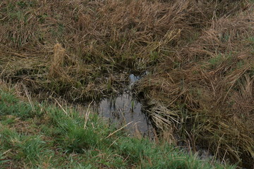 after a rainy day, small stream next to agricultural area