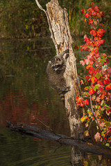 Raccoon (Procyon lotor) Turns Around on Side of Tree in Pond Autumn
