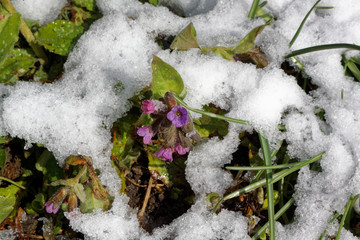 Pulmonaria officinalis Jerusalem-sage or blue lungwort under the snow