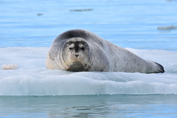 Earless seal in Svalbard, Norwegian territory © Takashi