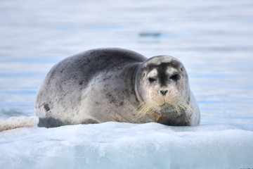 Earless seal in Svalbard, Norwegian territory